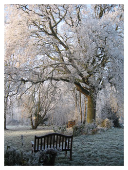 A frosty Tree at Lamrim Buddhist Centre