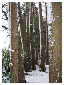 A tree in the snow at Lamrim Buddhist Centre